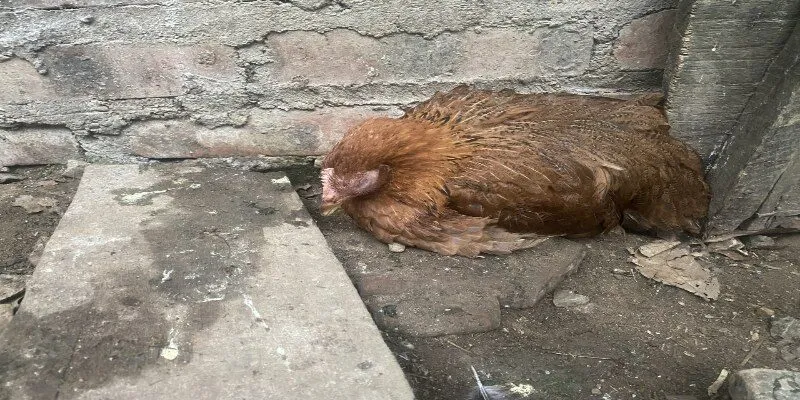 Áp dụng các biện pháp phòng chống và điều trị đúng cách