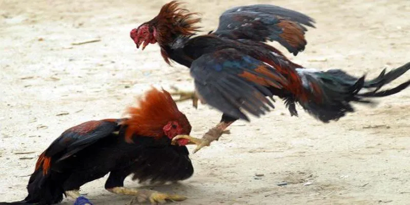 Bí kíp chọn gà hiệu quả là kiểm tra sức khỏe tổng quan
