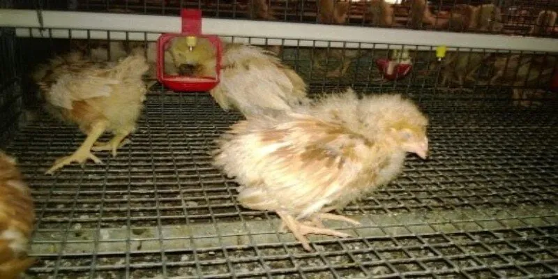 Các tác nhân chính gây ra bệnh gumboro ở gà con