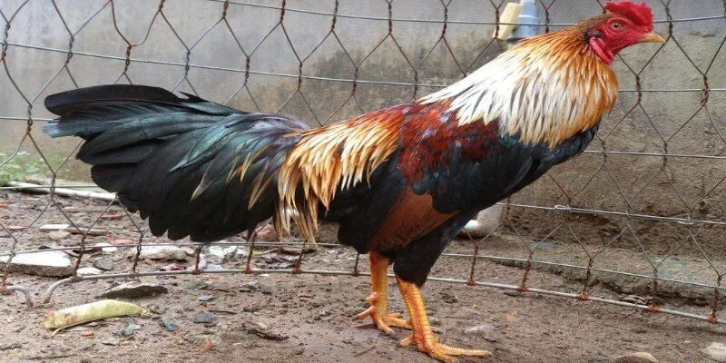 Cách chăn nuôi gà chiến hiệu quả nhất