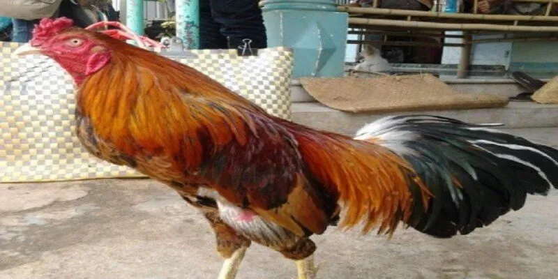 Cách nhìn là biết gà cao lãnh xịn – Chơi là thắng độ