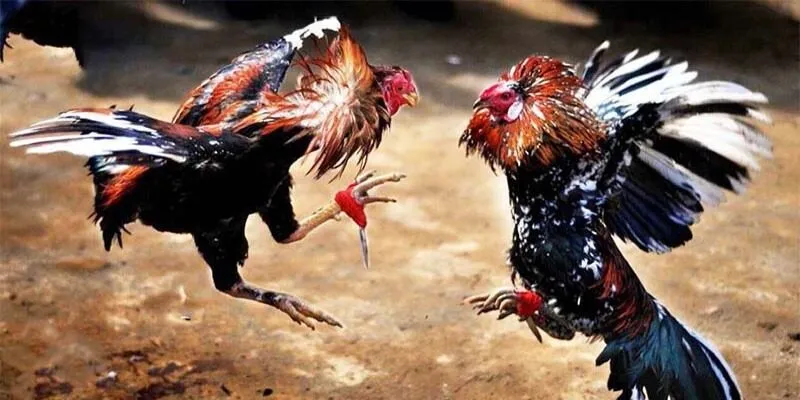 Chi tiết về đá gà trực tiếp