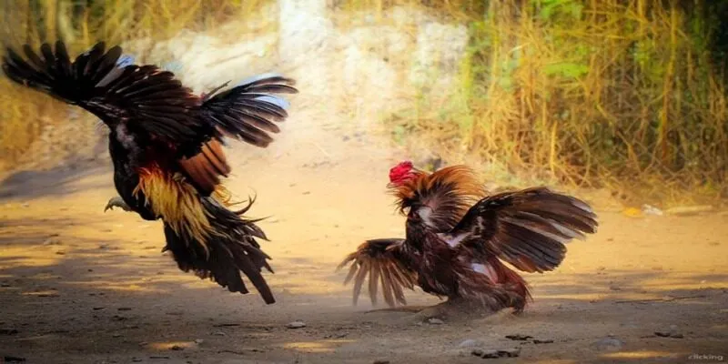 Chiến kê đá đòn với toàn bộ thế công đến từ chân, vai, mỏ