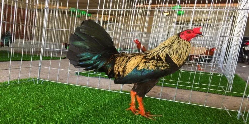 Gà Asil có tính cách đặc biệt