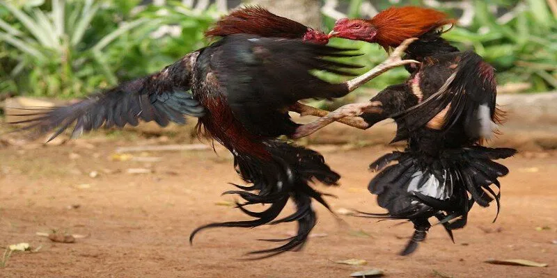 Gà chiến thực hiện cú ra đòn trong đá gà cựa tròn