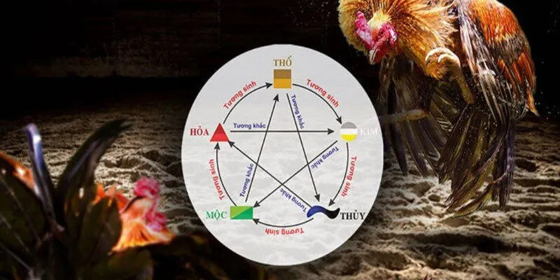 Giải thích về hoạt động xem màu mạng gà đá