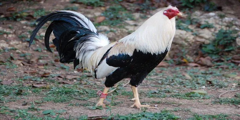 Hướng dẫn chăm sóc đúng cách