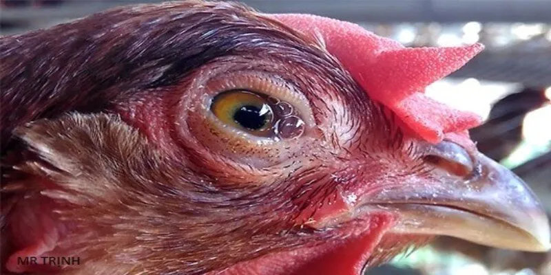 Hướng dẫn phòng ngựa bệnh viêm phế quản hiệu quả cho gà