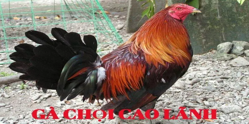 Kết hợp gà chọn lọc để tối ưu lối đánh phòng thủ phản công