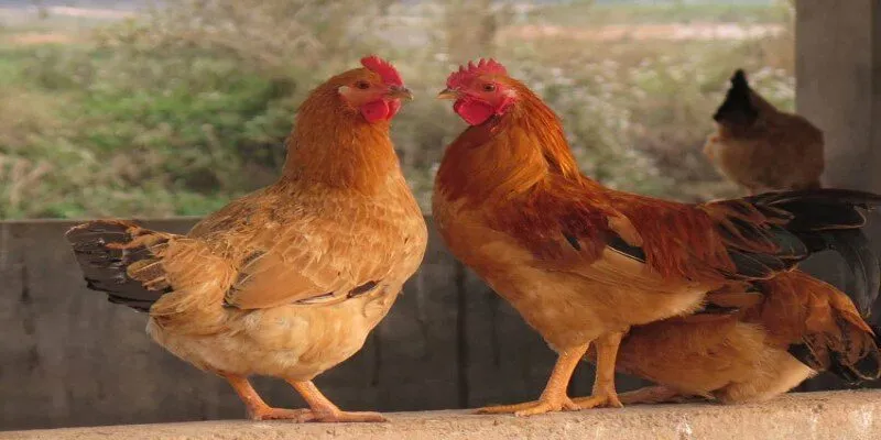 Khám phá các giống gà chiến nổi bật nhất hiện nay