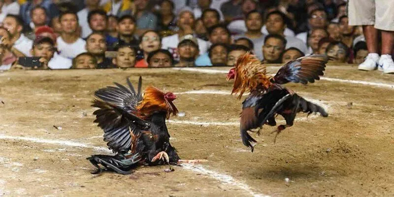 Luật đá gà là gì và quy định tham gia
