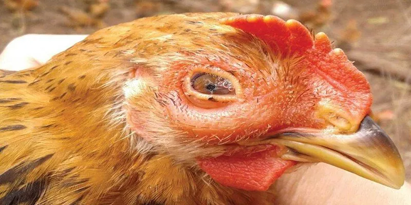 Một số điều cần nắm được để tránh gà chiến mắc bệnh