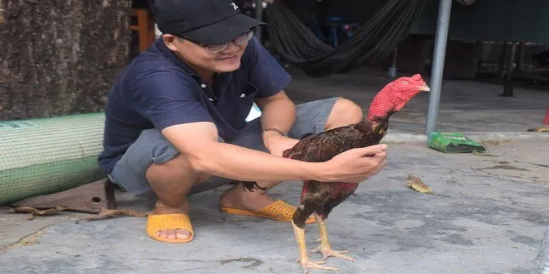 Một vài lưu ý quan trọng khi nuôi gà nòi cho kê thủ