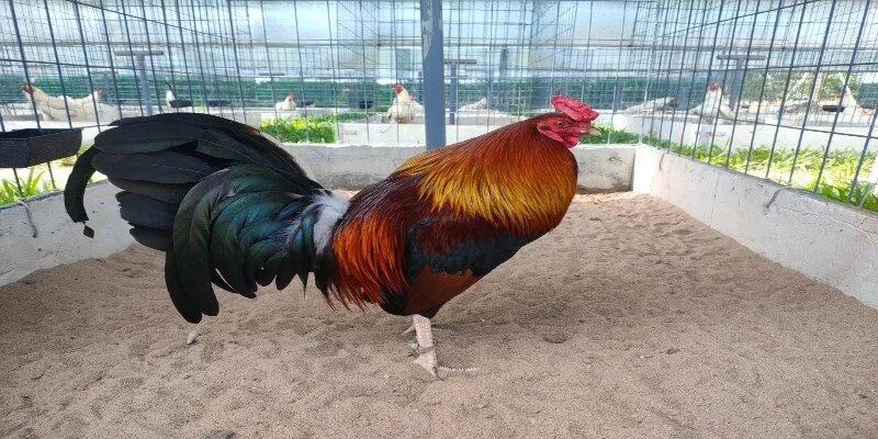 Nguồn gốc và văn hóa gắn liền
