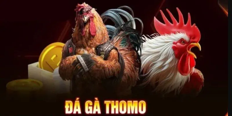 Những đặc điểm của chiến kê tuyệt đỉnh