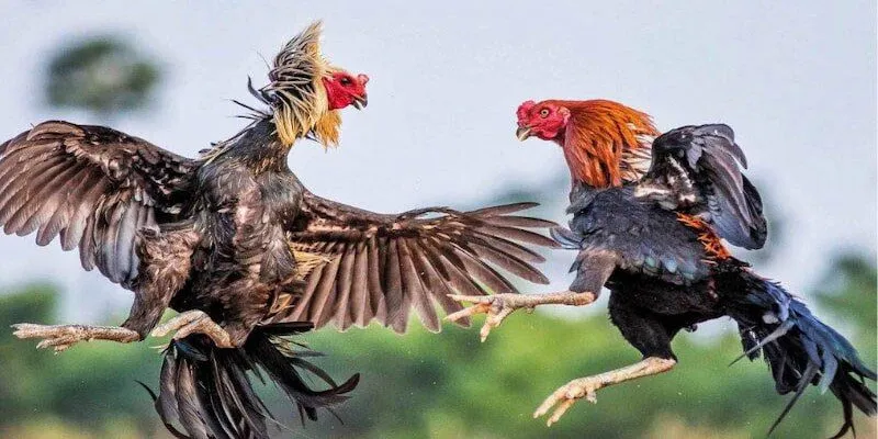 Phân biệt gà hay để tăng tỷ lệ thắng
