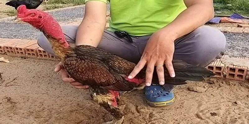 Thông tin về tập lực cho gà chọi