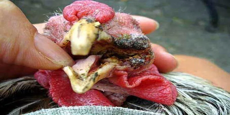 Thuốc kháng sinh, biện pháp vệ sinh chuồng trại