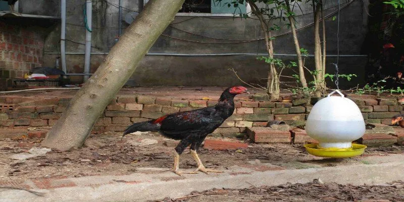 Tìm hiểu đôi nét về gà nòi
