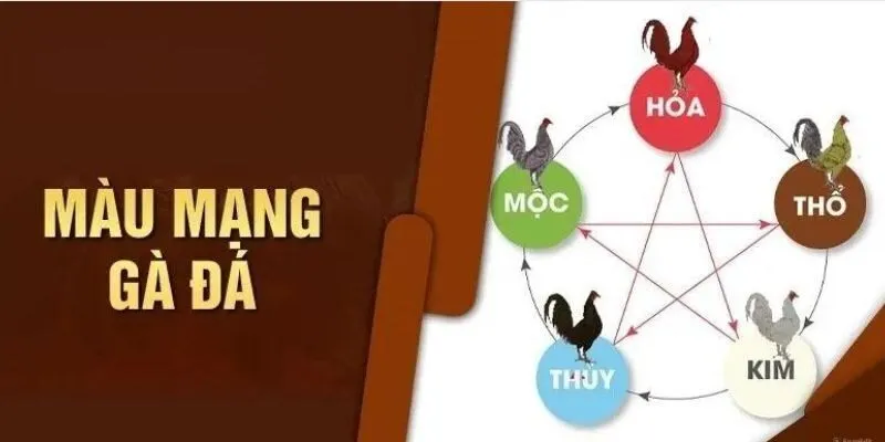 Xem màu mạng gà dựa theo quy luật tương sinh